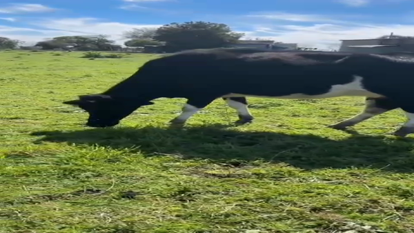 Lote (Vendido)Industria HOLANDO 350kg -  en COLONIA AMERICA