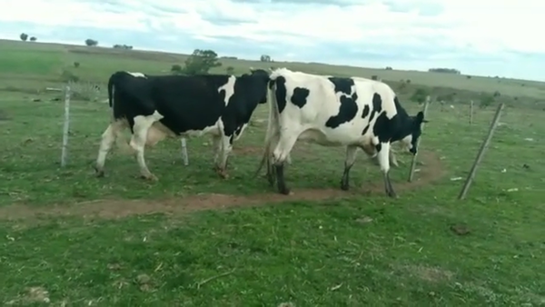 Lote VACAS INDUSTRIA