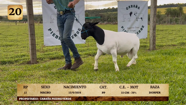 Lote LOTE 20