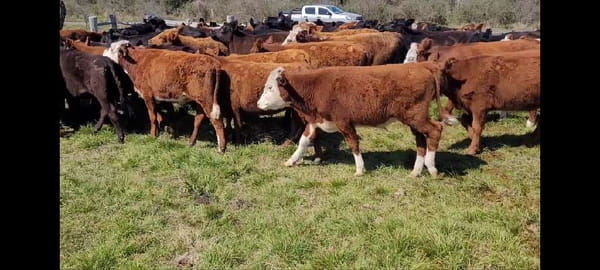 Lote 58 Terneros/as en Villaguay, Entre Ríos