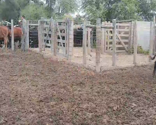 Lote 120 Vaquillonas en Sachayoj, Santiago del Estero