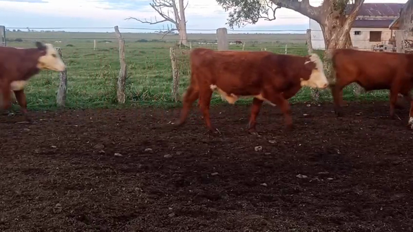 Lote 105 Terneros