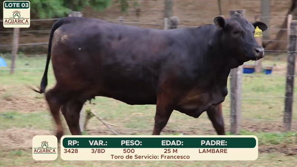 Lote LOTE 3