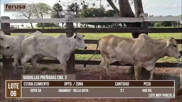 Lote LOTE 6