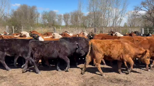 Lote 50 Terneras