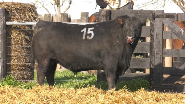 Lote TOROS ANGUS PURO CONTROLADO