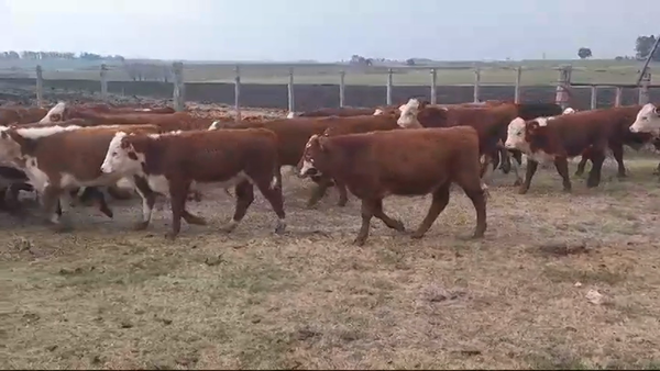Lote (Vendido)21 Terneros POLLED HEREFORD 220kg -  en PALO SOLO