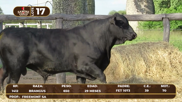 Lote Lote 17