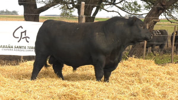 Lote Toros PC Negros