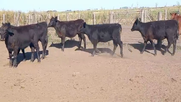 Lote 90 Terneras en Pirovano