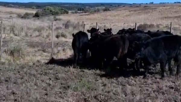 Lote TERNEROS Y TERNERAS