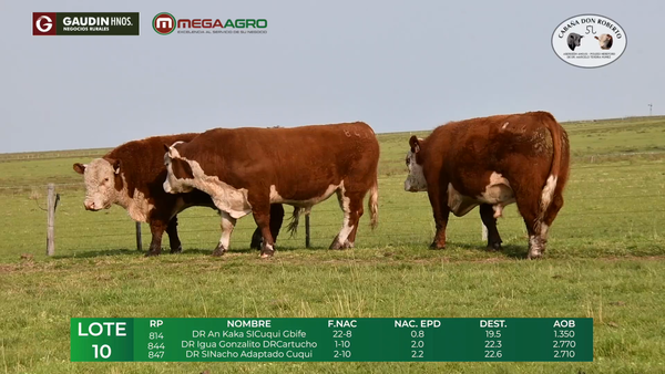 Lote LOTE 10    POLLED HEREFORD     2 años