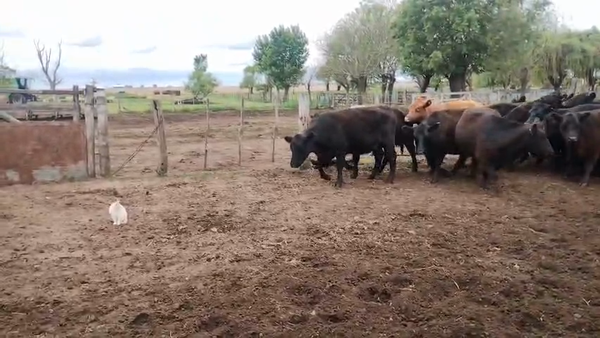 Lote 35 Vacas nuevas preñadas en Buenos Aires, Pehuajó