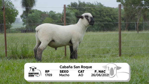 Lote LOTE 1 BOZAL - RP 1769