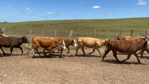 Lote 116 Vaquillonas 1 a 2 años en Cuchilla del Ombú, Tacuarembó