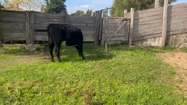 Lote 3 Vaquillonas , San José