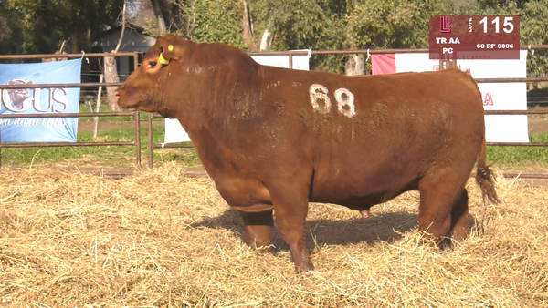 68 3086 — TOROS ANGUS COLORADOS  PC