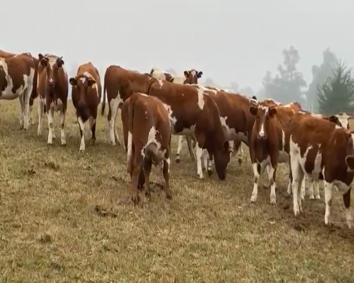 Lote 60 Vaquilla Engorda en Osorno, X Región Los Lagos