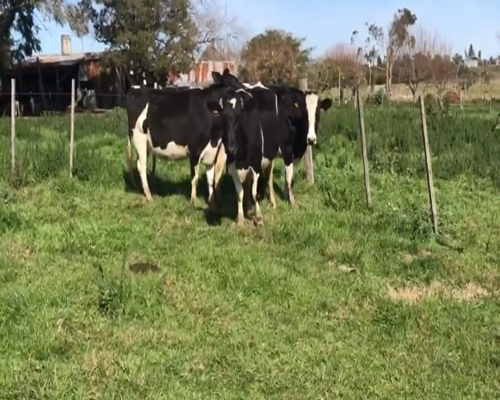Lote 3 Vaquillonas  Ho en Juan Soler