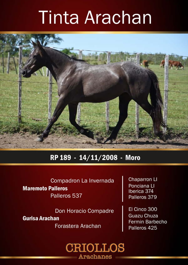 Lote Tinta Arachán - RP 189