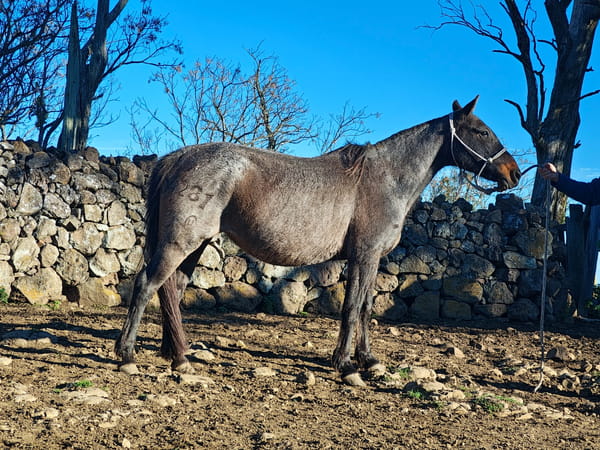Lote CALERA APALA