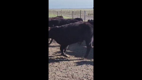 Lote 70 TERNS MACHOS, TANDIL, PCIA. DE BS. AS.