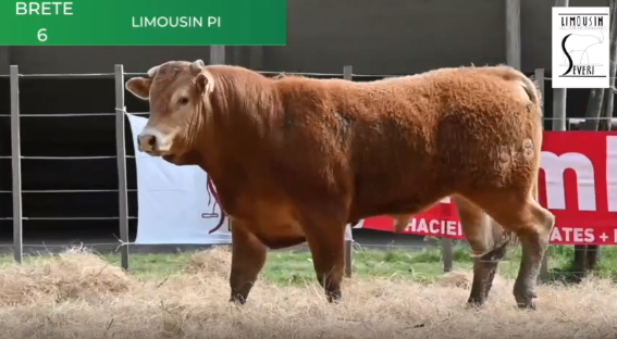 Lote Toros RP 1306 1328 1368