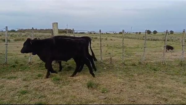 Lote TERNEROS/AS
