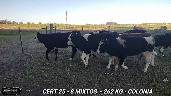 Lote 8 Terneros y Terneras en Conchillas, Colonia