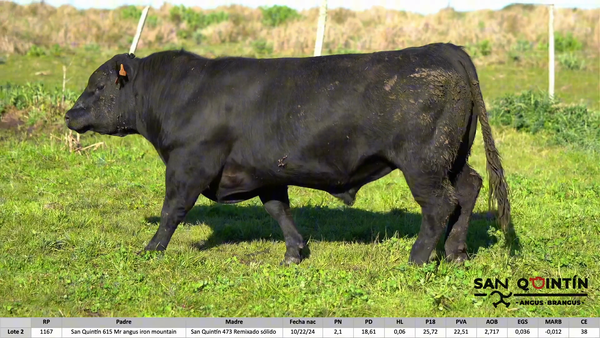 Lote San Quintin - Angus pi