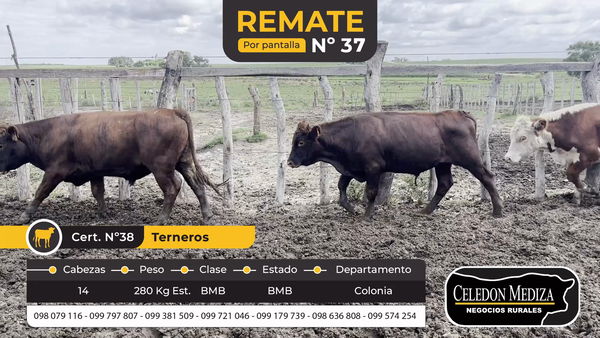 Lote 14 Terneros en La Horqueta, Colonia