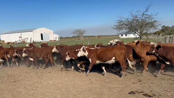 Lote 50 Novillitos