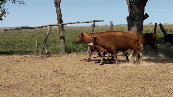 Lote 70 Novillitos en Corrientes, Paso de Los Libres