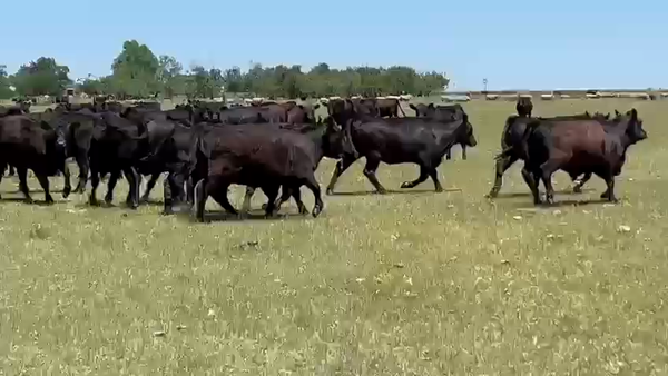 Lote 120 Vaquillonas