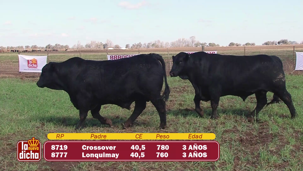 Lote TOROS BRANGUS CABAÑA LA NUEVA DICHA