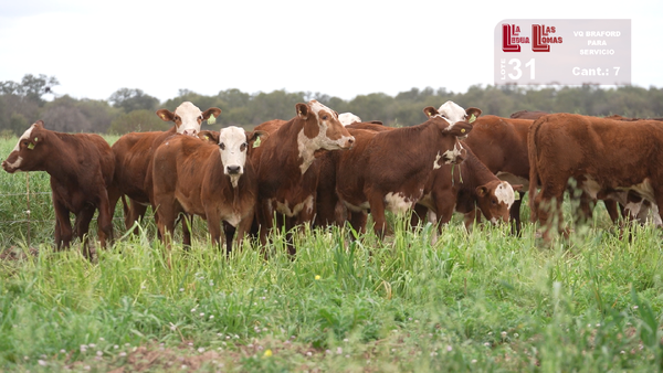 Lote VAQUILLONAS PARA SERVICIO BRAFORD