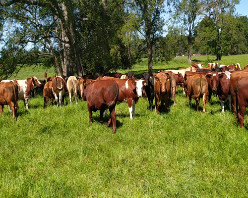 Lote 50 Novillo Engorda en Lanco, XIV Región Los Ríos