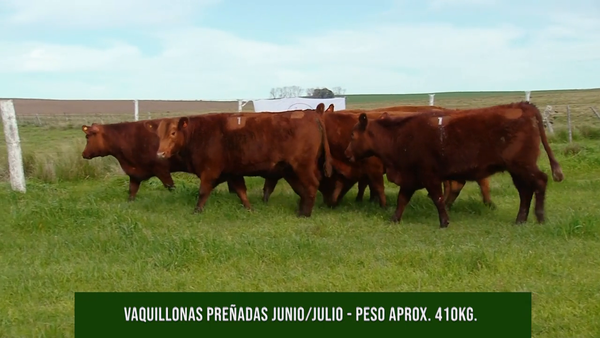 Lote VAQ PC Preñadas La Mireya