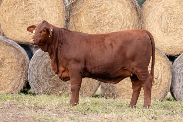 Lote LOTE 29