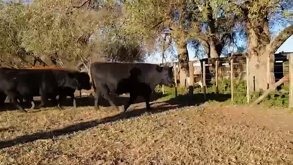 Lote 19 MEJ / Macho Entero Joven