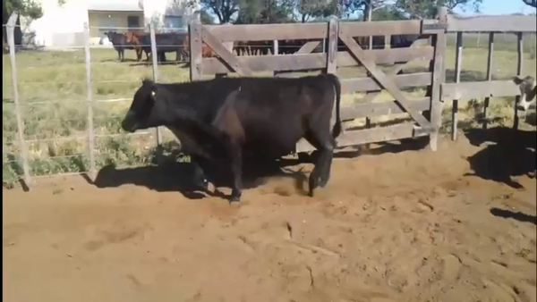 Lote 140 Novillitos en Bernasconi, La Pampa