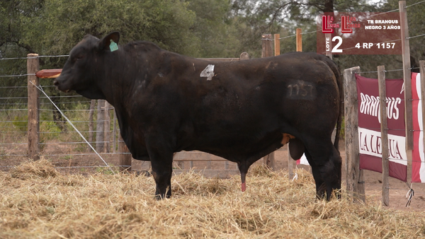 1157 — BRANGUS NEGRO 3 AÑOS