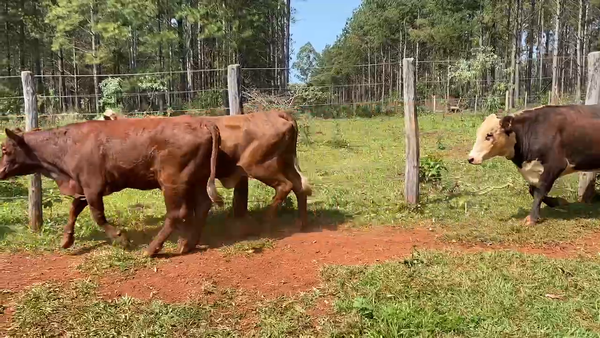 Lote 45 Vacas medio uso en Virasoro, Corrientes