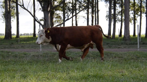 Lote HEREFORD