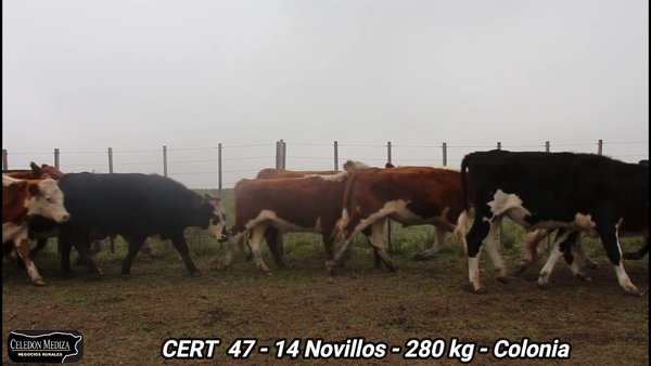 Lote 14 Novillos 1 a 2 años en Colonia