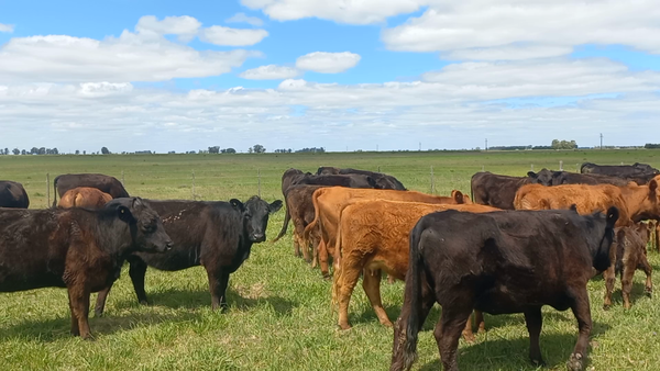 Lote 32 Vaquillonas C/ Cria en Gral. Alvear