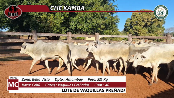 Lote CHE KAMBA