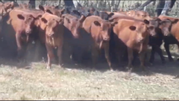 Lote 60 Terneros en Casalins, Buenos Aires