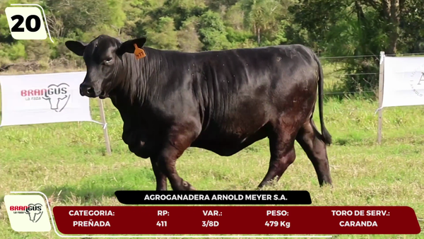 Lote LOTE 20- EN VIVO