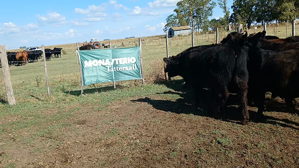Lote 29 Terneros/as en Rauch